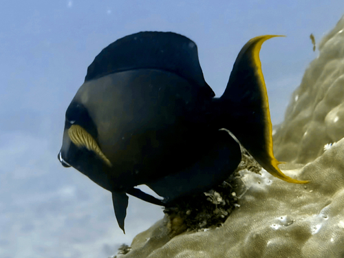 Acanthurus pyroferus