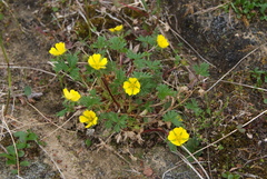 Potentilla hyparctica