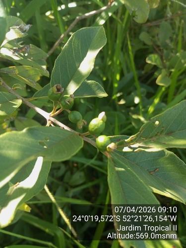 Psidium salutare, photograph 2