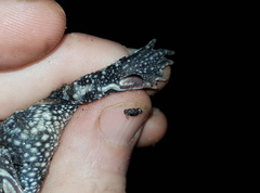Odontophrynus lavillai