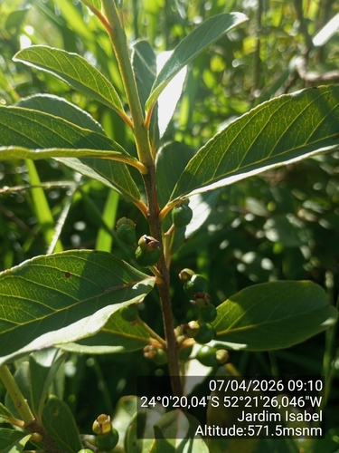 Psidium salutare, photograph 4