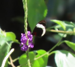Heliconius sapho sapho