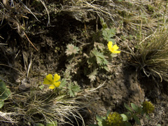 Potentilla hyparctica