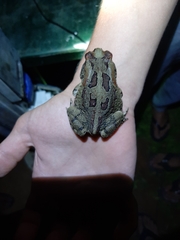 Sclerophrys poweri