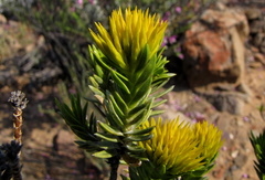 Pteronia fasciculata
