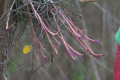 Tillandsia baileyi