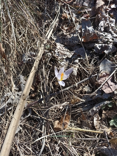 Reticulated Crocus