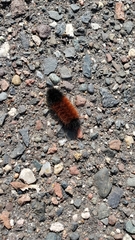 Pyrrharctia isabella