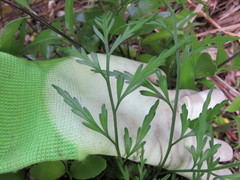 Asplenium haurakiense