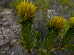 Pteronia fasciculata