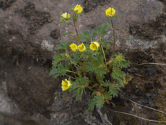 Potentilla hyparctica