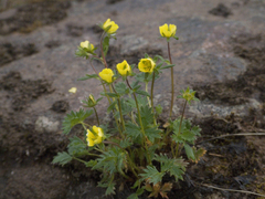 Potentilla hyparctica