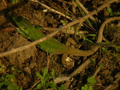 Lacerta strigata