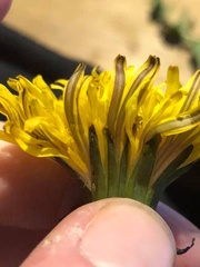 Taraxacum longisquameum