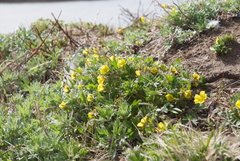 Potentilla hyparctica