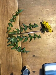 Taraxacum longisquameum