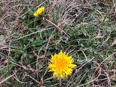 Taraxacum longisquameum