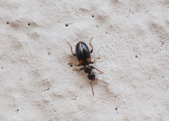 Hirticomus hispidus
