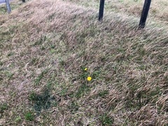 Taraxacum longisquameum