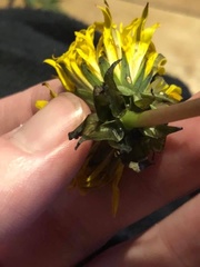 Taraxacum longisquameum
