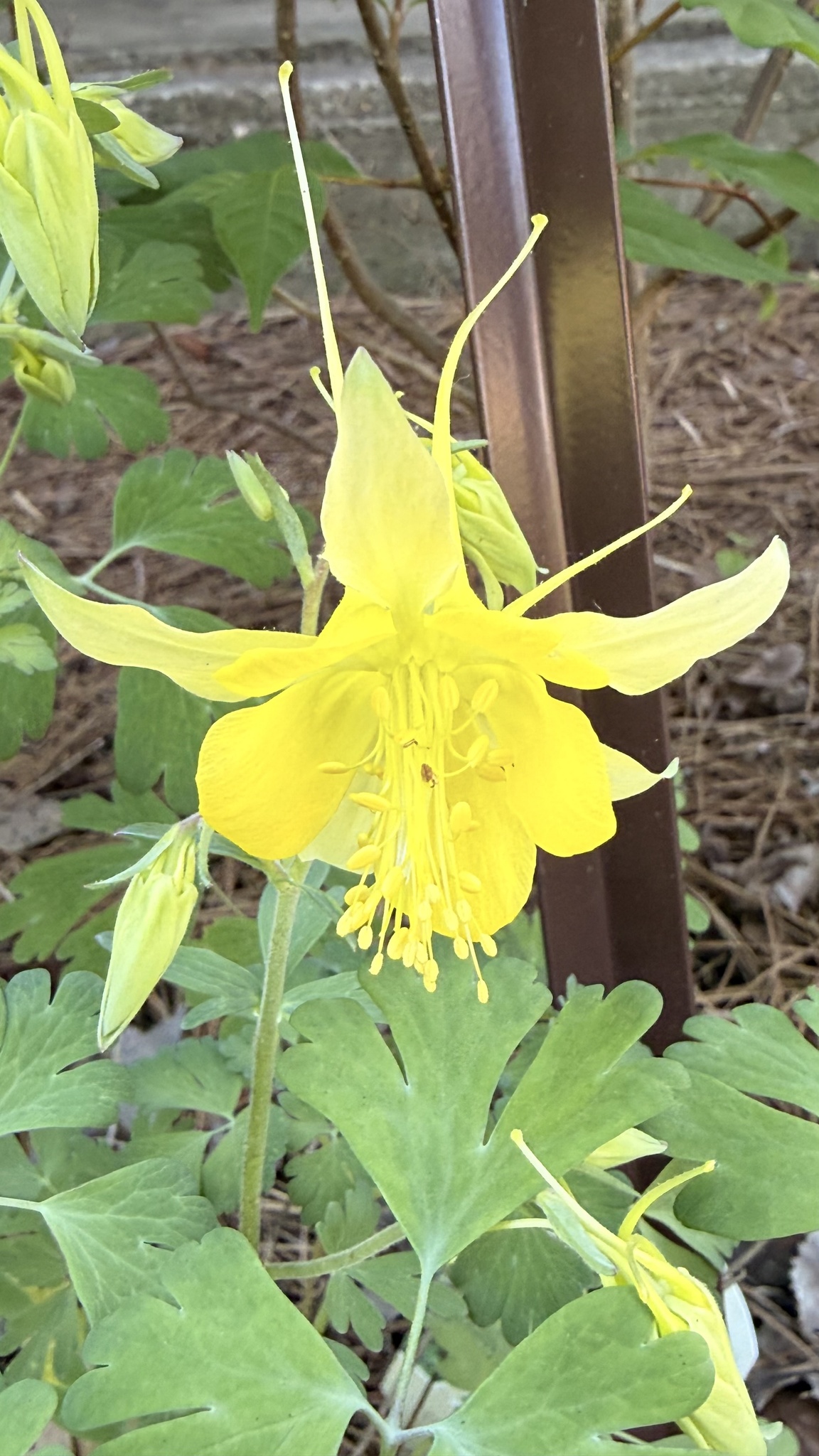 Golden Columbine (Aquilegia chrysantha)