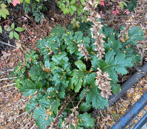 Bear's breeches (Acanthus mollis)