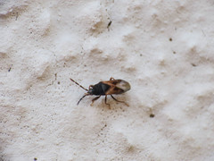 Tropistethus holosericus