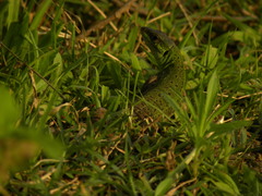 Lacerta strigata