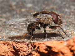 Copestylum chalybescens