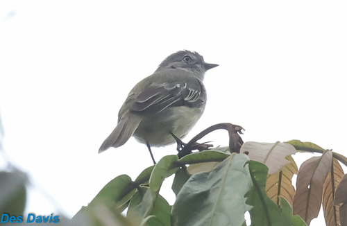 Guianan Tyrannulet
