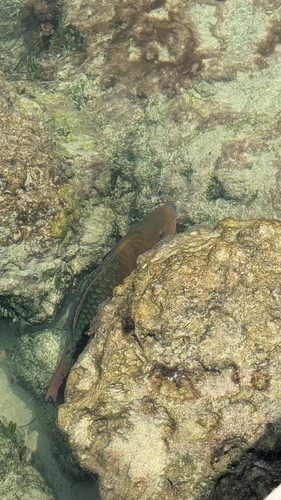 Scarus guacamaia