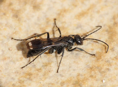 Priocnemis