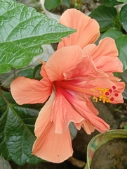 Hibiscus rosa-sinensis