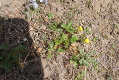 Potentilla hyparctica