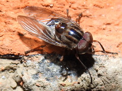Copestylum chalybescens