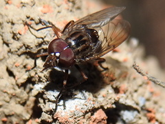 Copestylum chalybescens
