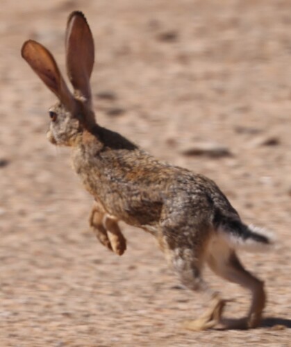 Abyssinian Hare