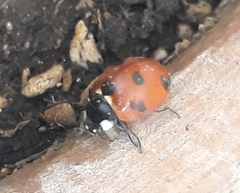 Coccinella septempunctata