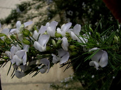 Psoralea odoratissima