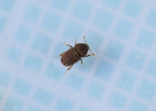Hypoborus ficus