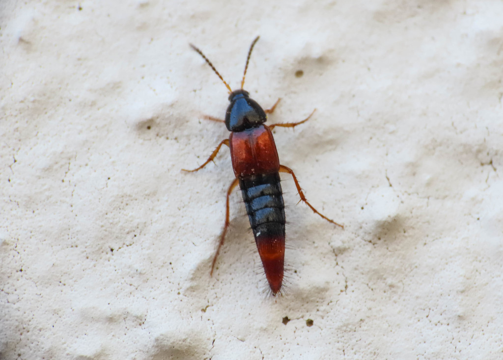 Bolitobius castaneus