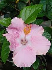 Hibiscus rosa-sinensis