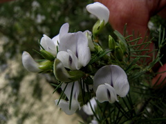 Psoralea odoratissima