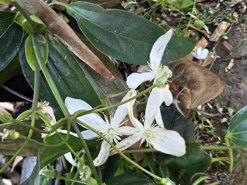 Clematis armandii