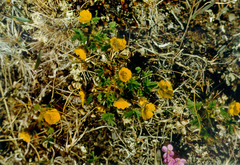 Potentilla hyparctica