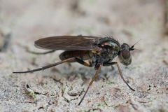Rhaphium