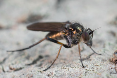 Rhaphium
