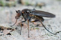 Rhaphium