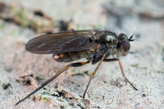 Rhaphium