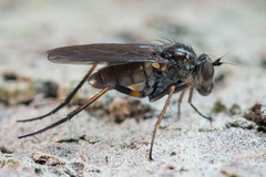 Rhaphium